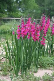 Image result for Gladiolus zambesiacus