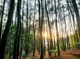 We did not find results for: Loji Suaka Elang Bogor Camping Di Tengah Pohon Pinus Dan Tempat Penangkaran Elang Jawa