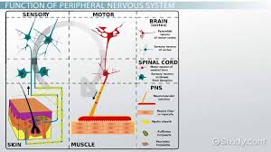 The nervous system, essentially the body's electrical wiring, is a complex collection of nerves and specialized cells known as neurons that transmit the peripheral nervous system consists of sensory neurons, ganglia (clusters of neurons) and nerves that connect the central nervous system. Peripheral Nervous System Definition Function Parts Biology Class 2021 Video Study Com