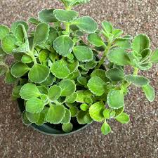 Image result for Plectranthus alboviolaceus