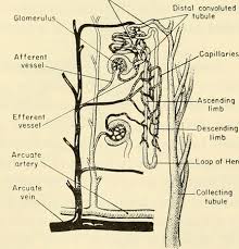 Image result for Urinary Cast