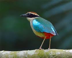 Birds That Don T Fly 94 