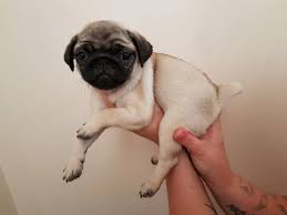 Pug Kopegi Fiyatlari Hakkinda Onemli Bilgiler