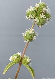 Image result for Origanum