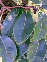 Image result for Diospyros mweroensis