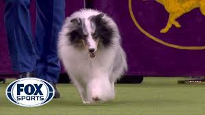 Full winners are at the 144th westminster dog show siba is the winner in the best in the show. Conrad The Shetland Sheepdog Wins Herding Group At 2020 Westminster Dog Show Fox Sports Youtube