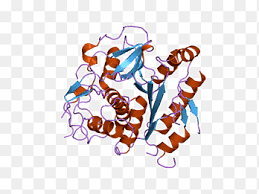 Various enzymes, specifically microbial proteases, are the most essentially used in different corporate sectors, such as textile, detergent, leather, feed, waste, and others. Cysteine Protease Enzyme Bromelain Food Text Png Pngegg