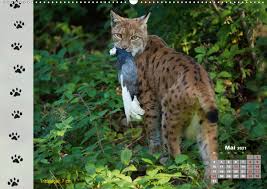 Nonton film subtitle indonesia dengan kualitas hd secara gratis. Tierspuren In Der Natur Kalendererfolg