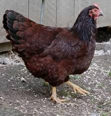 $15 (1876 frenchtown rd, east grenwich) pic hide this posting restore restore this posting. The Heritage Rhode Island Red Site Chickens Backyard Best Egg Laying Chickens Chicken Breeds