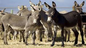 Donkey milk dairy to be set up in Haryana Hisar donkey milk Benefits, price  of milk, all you need to know | Donkey News – India TV