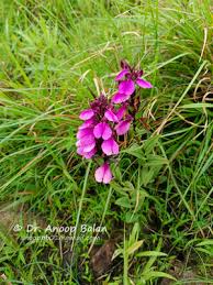 Image result for Platycoryne affinis