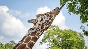 What is the longest word in the dictionary 2021. What Is The Longest Word In The World