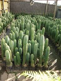A san pedro cactus cutting is placed in coir to encourage rooting. Low Maintenance Trichocereus Lawn San Pedro Cacti Cactus Plants Cactus