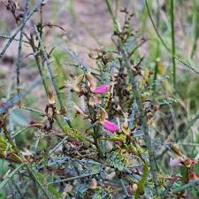Image result for Indigofera adenoides