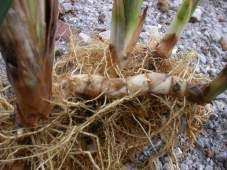 Image result for Typha capensis