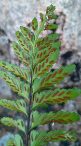 Image result for Asplenium rutifolium