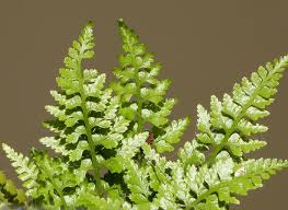 Image result for Asplenium adiantum-nigrum