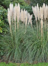 Resistante Tres Decorative Et Demandant Tres Peu D Entretien L Herbe De La Pampa Est L Amie Des Jardiniers Debutants Herbe De La Pampa Comment Planter Herbe