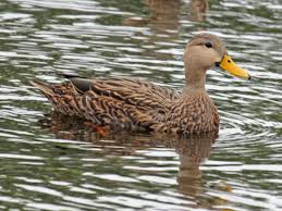 common ducks in central florida uf ifas extension polk county