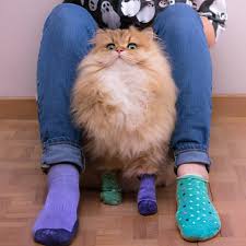 follow us mydreamycats if you are a real cat lover we publish cute cats photo and amazing videos credit goe cute cats photos cat with blue eyes cats