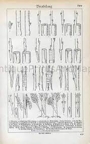 Tree grafting is a procedure where you take a piece of an existing tree (scion) and attach it to a receptive root stock and they form a new tree. Plant Tree Grafting Propagation Techniques Horticulture 1930s Black And White Illustration Print Trees To Plant Grafting Fruit Trees Grafting Plants