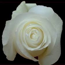 Houston flower delivery is an easy way to send a gift for any occasion. Bulk And Diy Flowers Scent Violet Flowers And Gifts Houston Tx