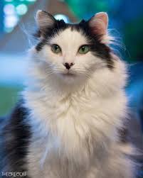 Cooking is my favorite form of art because it allows endless creativity!  🎨🍲 If something doesn't turn out perfect, no worries—you can simply enjoy  it, learn from it, and try again. Every