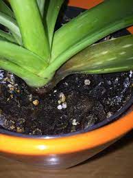 Maybe you would like to learn more about one of these? Some Of The Leaves On My Aloe Vera Have Bruises And Bumps Like The Gel Inside Is Missing I Water It Once A Month Or More Plantclinic