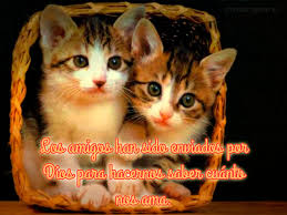 El gato negro es una historia corta del escritor estadounidense edgar allan poe. Frases De Amistad Con Imagenes De Gatos