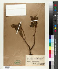 Image result for Maerua andradae