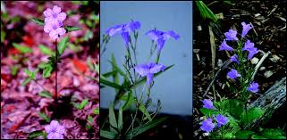 We did not find results for: Invasive Plants With Native Lookalikes How Mistaken Identities Can Lead To More Significant Plant Invasions And Delay Management In Horttechnology Volume 31 Issue 4 2021