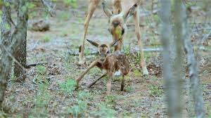 Newborn Impala Lamb Attempts First Steps With Its Wobbly Legs