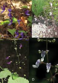 Image result for Plectranthus chimanimanensis