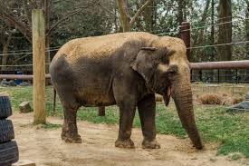 Elderly Asian Elephant Ambika Dies at Smithsonian's National Zoo |  Smithsonian Institution