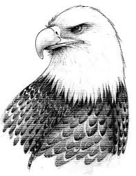 Bald Eagle Black And White Drawing Bald Eagle Drawings And Raptors Of Prey Eagle Drawing Eagle Art Bird Drawings