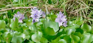 Image result for Pontederia crassipes