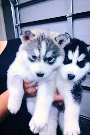 Puppies Sevimli Hayvan Yavrulari Sevimli Kopek Yavrulari Yavru Kopek