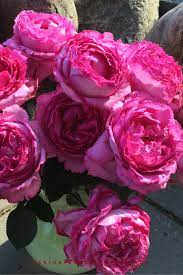 Remove old canes and dead or diseased wood and cut back canes that cross. Rose Yves Piaget