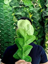 Image result for Rorippa cryptantha