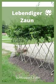 Eine Alternative Zum Herkommlichen Zaun In 2020 Bepflanzung Garten Pflanzen