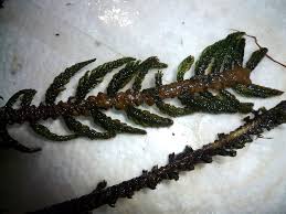Image result for Hydrostachys polymorpha