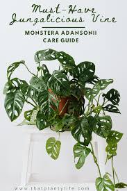 Monstera Adansonii Houseplant Care Guide That Planty Life House Plant Care Plant Care Houseplant Plants