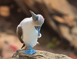 Blue Footed Boobies In The Galapagos Have Been Suffering From Chronic Lack  Of Breeding Putting Their Species In Danger. Fortunately The Island I  Visited Was Abundant With Chicks Giving Hope For The