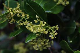 Image result for Secamone africana