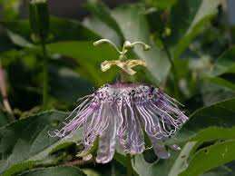 Maybe you would like to learn more about one of these? Strong Passionflower Maypop Apricot Vine Strong Side View Em Passiflora Incarnata Em Passionflower Family Br This Unusual Flower Is The State Wildflower Of Tennessee The Native American Name For This Flower Is Ocoee The Common