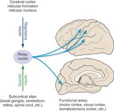 Image result for Cerebral Subcortex