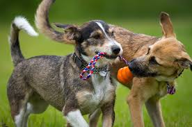 Violators would be subject to a $10,000 fee. State Line Pet Supply Homepage