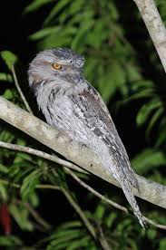 Tawny frogmouths live in trees, so they frequent woodlands, shrublands, forests, and savannas. Myth Of The Tawny Frogmouth Owl The Owl Pages
