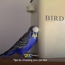 Birds You Can Have As Pets Birds As Pets Choosing A Pet Bird Birds Pets Pet Birds