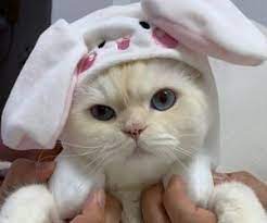 Unhappy Cat In Rabbit Hat Cute Baby Cats Cute Cats Cats